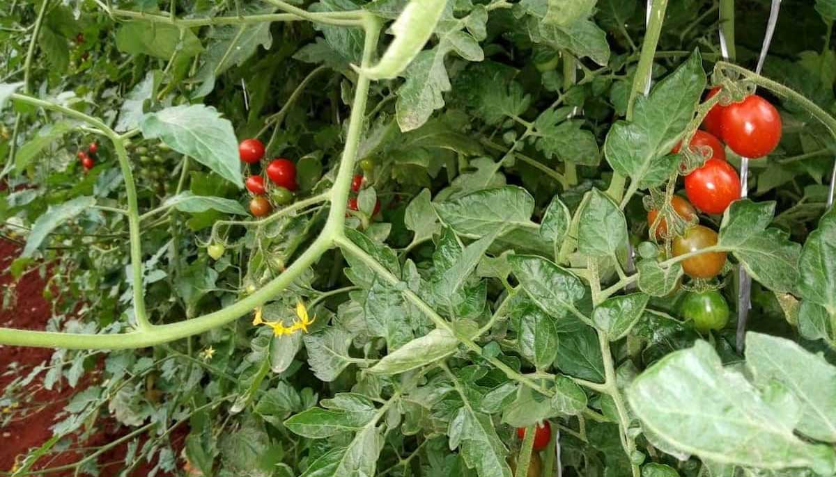 7 Benefits of Incorporating Edible Plants in Your Landscape Design in Kenya