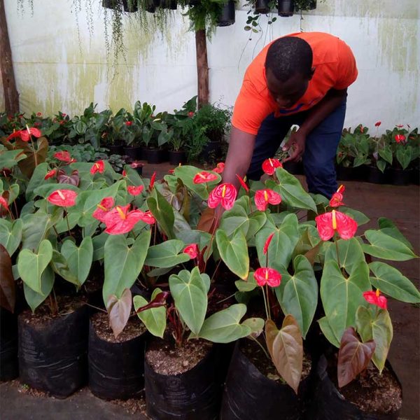 Anthuriums