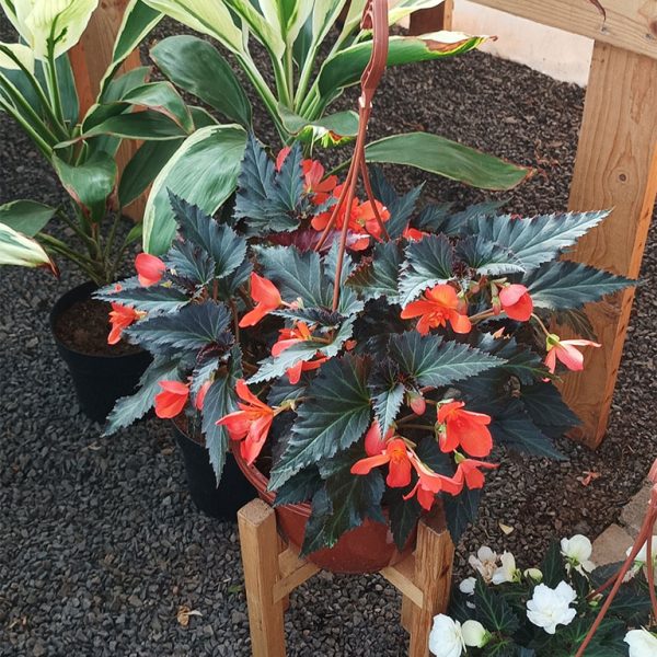 Begonia 25cm