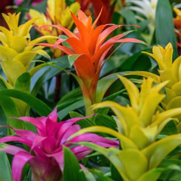 Bromeliads-12cm