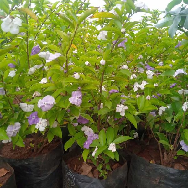 Brunfelsia