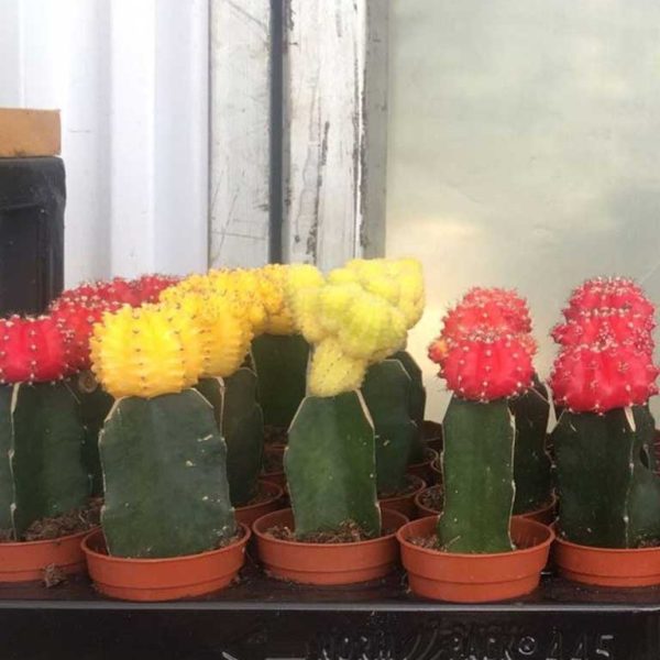 Coloured-cactus