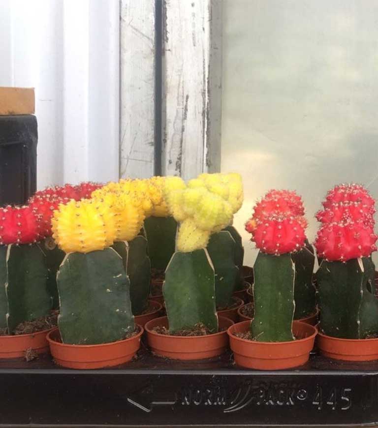Coloured-cactus