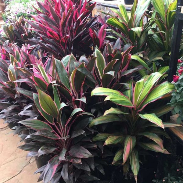 Cordyline-27cm