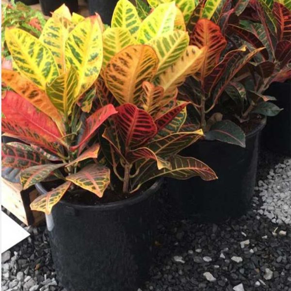 Croton 27cm