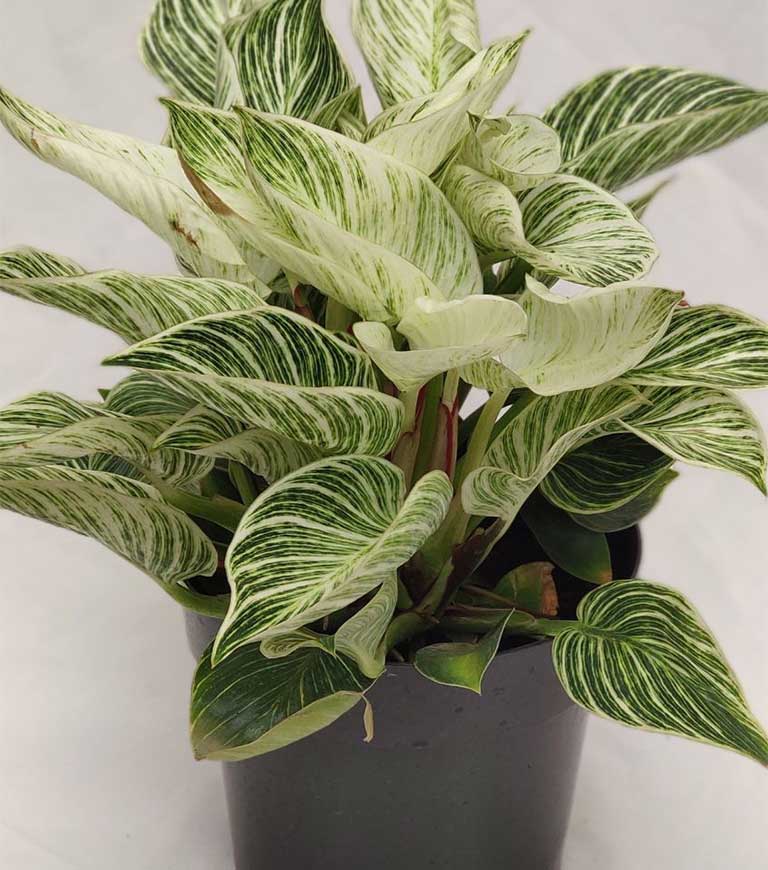 Philodendron-white-wave