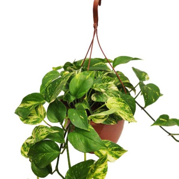 Pothos-HB-25cm