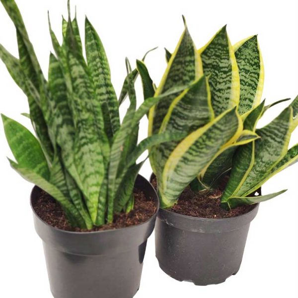 Sanseveria